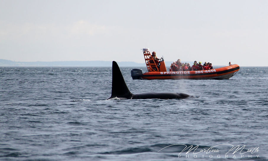Orcas at Salish Sea