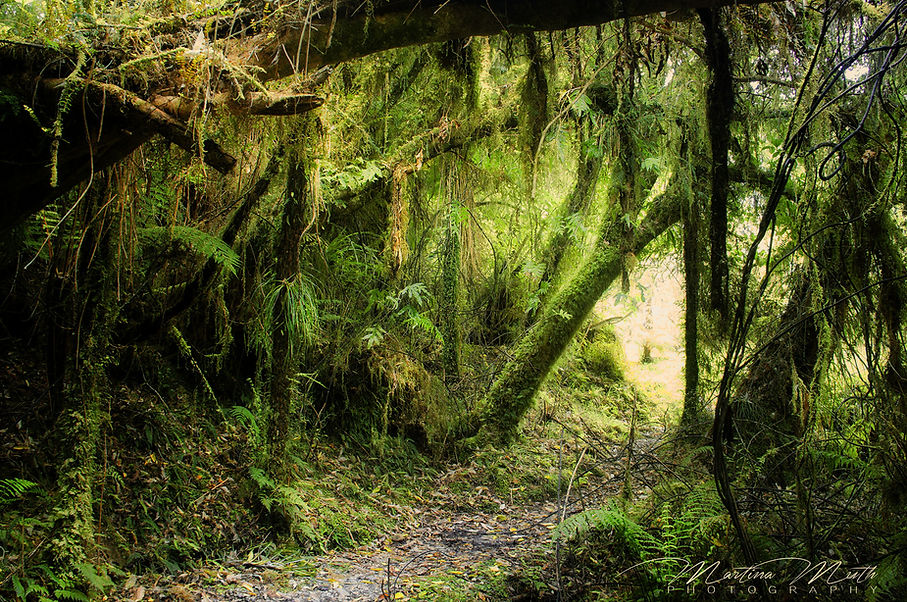 Urwald - Bullock Creek Road