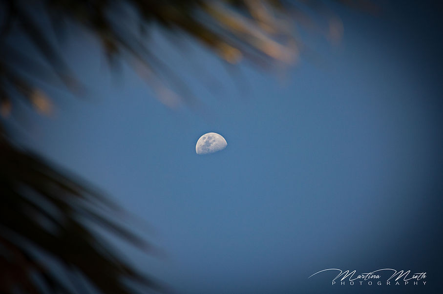 IMG_6407L.jpg