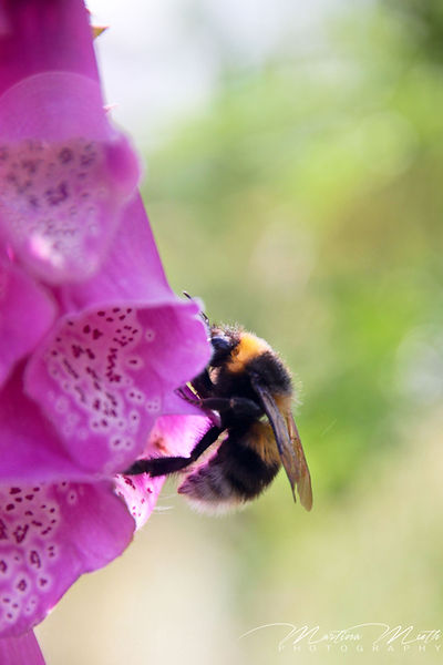 Hummel