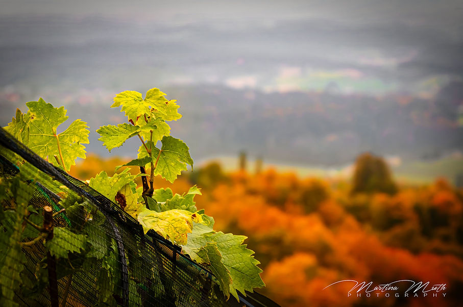 Südsteiermark