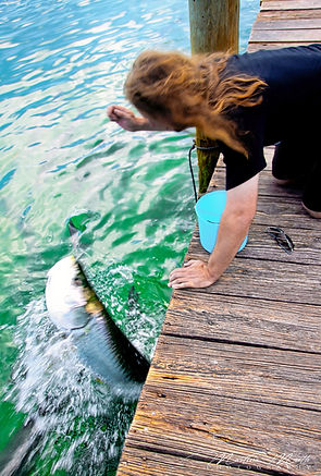 Islamorada Robbie’s Marina Tarpoon Feeding