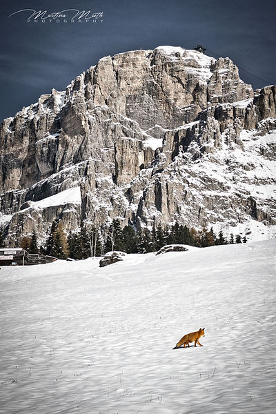 Fuchs am Sellapass