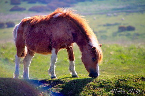 Dartmoor National Park Pony