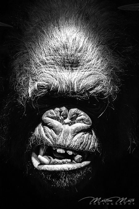King Kong, Weta Cave, Wellington