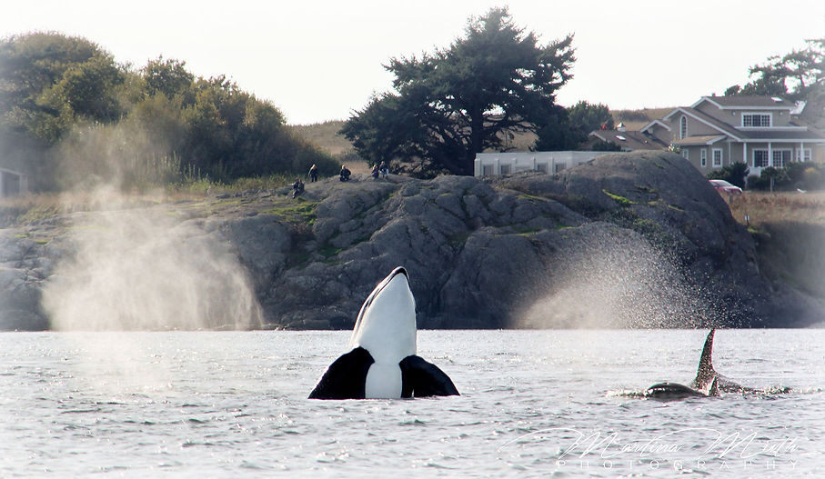 Orcas at Salish Sea