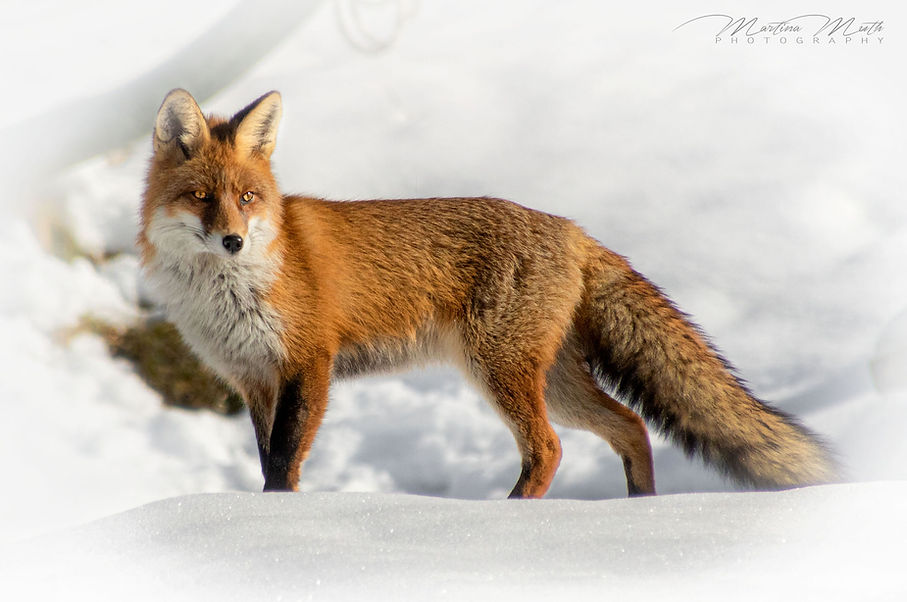 Fuchs am Sellapass