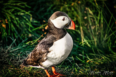 Papageientaucher puffin Borgarfjarðarhöfn