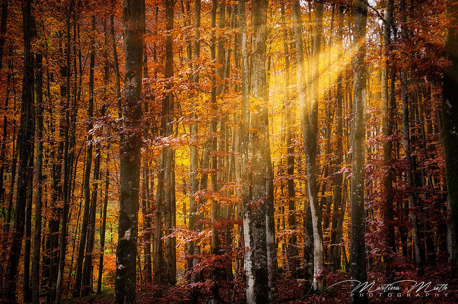 Wald bei Fontanone Di Goriuda