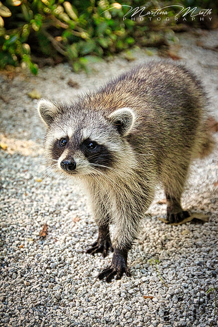 Waschbär