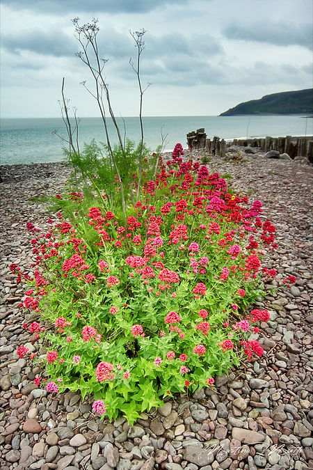 Porlock Weir