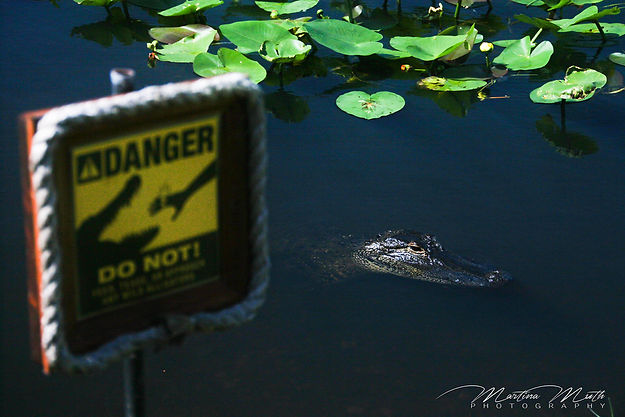 Alligator im Everglades Safari Park